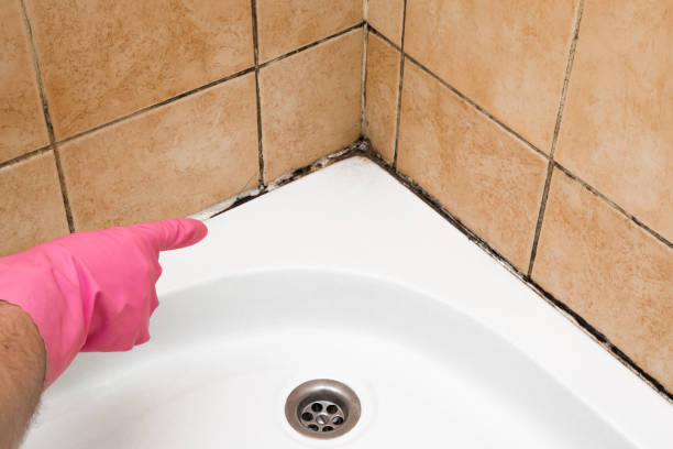 Best Localized Mold Remediation (e.g., coastal areas, humid climates) in Bedford, VA